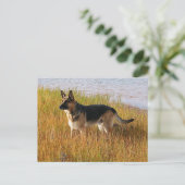 Pure Bred German Shepherd Foto auf Postkarte (Stehend Vorderseite)