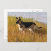 Pure Bred German Shepherd Foto auf Postkarte (Vorne/Hinten)