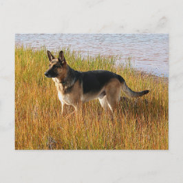 Pure Bred German Shepherd Foto auf Postkarte