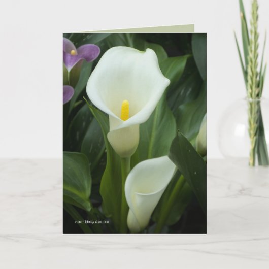 Pure Calla Karte (Vorderseite)