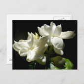 Pure Jasmine Postkarte (Vorne/Hinten)