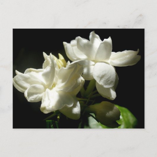 Pure Jasmine Postkarte (Vorderseite)