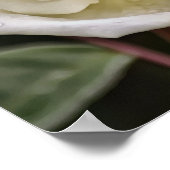 Pure White Rose Bible Scripte Poster (Ecke)