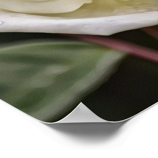 Pure White Rose Bible Scripte Poster (Ecke)