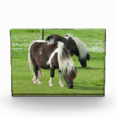 Purebred Shetland Paint Ponies Fotoblock (Vorderseite)