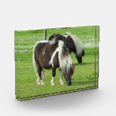 Purebred Shetland Paint Ponies Fotoblock (Links)