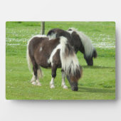 Purebred Shetland Paint Ponies Fotoplatte (Vorderseite)