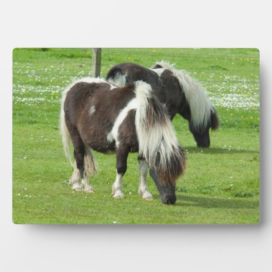 Purebred Shetland Paint Ponies Fotoplatte (Vorderseite)