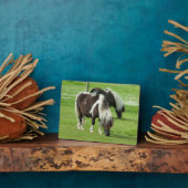 Purebred Shetland Paint Ponies Fotoplatte (Seite)