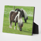 Purebred Shetland Paint Ponies Fotoplatte (Seite)
