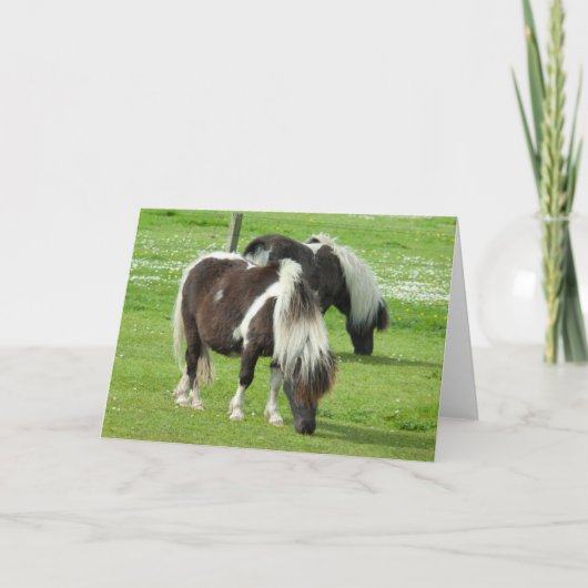 Purebred Shetland Paint Ponies Karte (Vorderseite)
