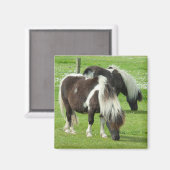 Purebred Shetland Paint Ponies Magnet (Vorderseite/Rückseite)