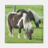 Purebred Shetland Paint Ponies Magnet (Vorne)