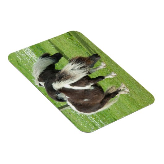 Purebred Shetland Paint Ponies Magnet (Rechte Seite)