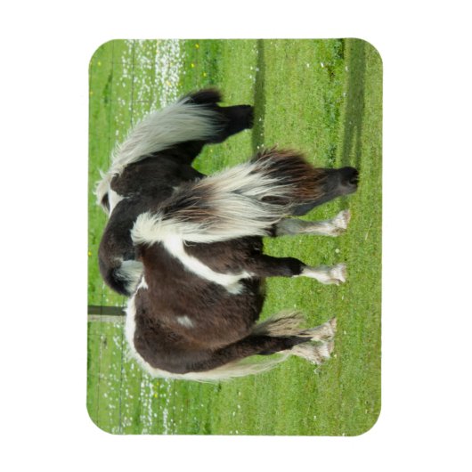 Purebred Shetland Paint Ponies Magnet (Vertikal)