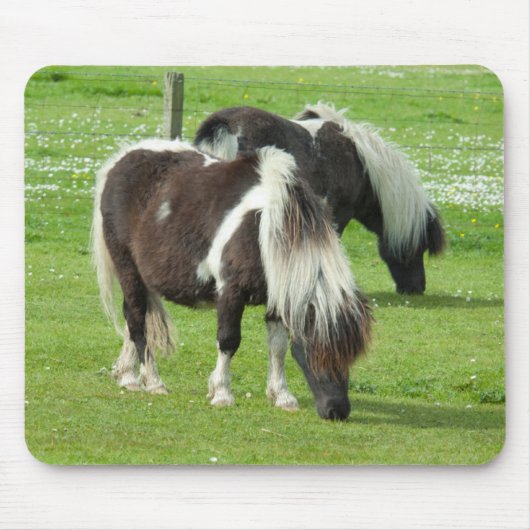 Purebred Shetland Paint Ponies Mousepad (Vorne)