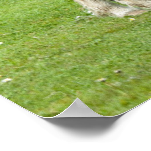 Purebred Shetland Paint Ponies Poster (Ecke)