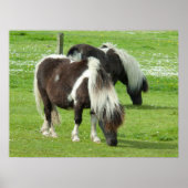 Purebred Shetland Paint Ponies Poster (Vorne)