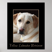 Pures, gelbes Labrador Retriever Poster (Vorne)