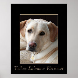 Pures, gelbes Labrador Retriever Poster