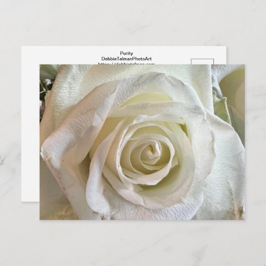 Purity White Rose Postcard Postkarte (Vorne/Hinten)