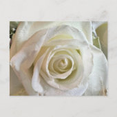 Purity White Rose Postcard Postkarte (Vorderseite)