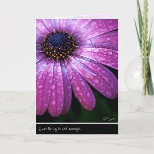 Purple African Daisy, by Anna Wight Karte