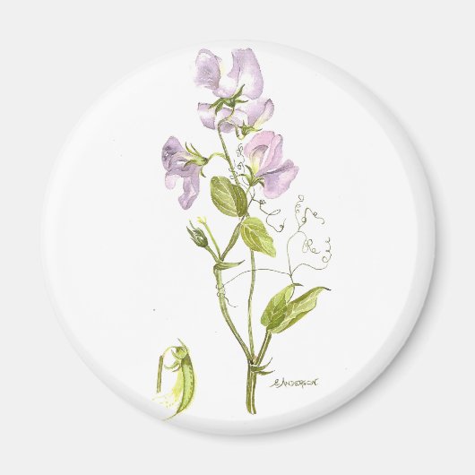 Purple and green sweet pea magnet (Vorne)