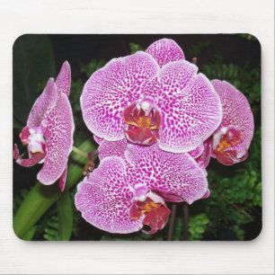 Purple and White Orchid Mousepad
