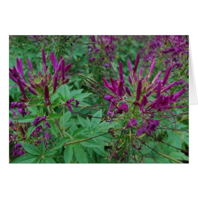 Purple Blumen (Vorderseite (Horizontal))