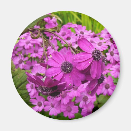 Purple Blumen aus San Francisco Magnet (Vorne)