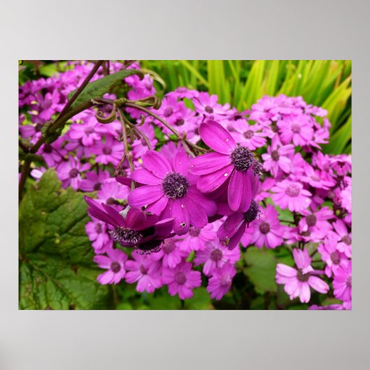 Purple Blumen aus San Francisco Poster (Vorne)