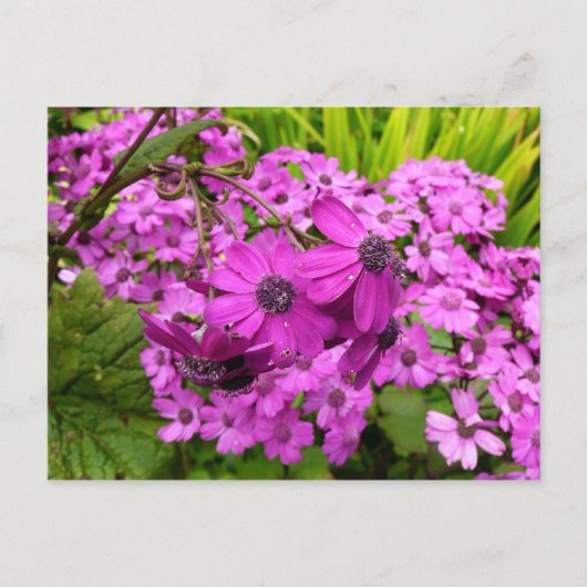 Purple Blumen aus San Francisco Postkarte (Vorderseite)