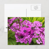 Purple Blumen aus San Francisco Postkarte (Vorne/Hinten)