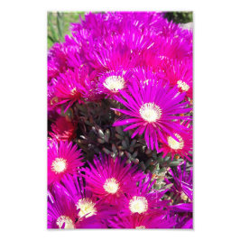 Purple Blumen Fotodruck