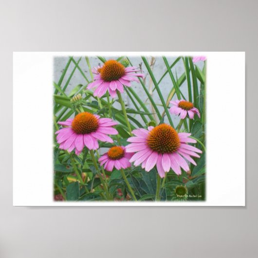 Purple Blumen Poster (Vorne)