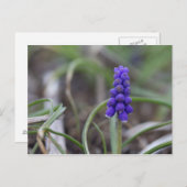 Purple Blumen Postkarte (Vorne/Hinten)