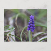 Purple Blumen Postkarte (Vorderseite)
