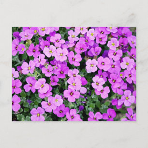 Purple Blumen Postkarte