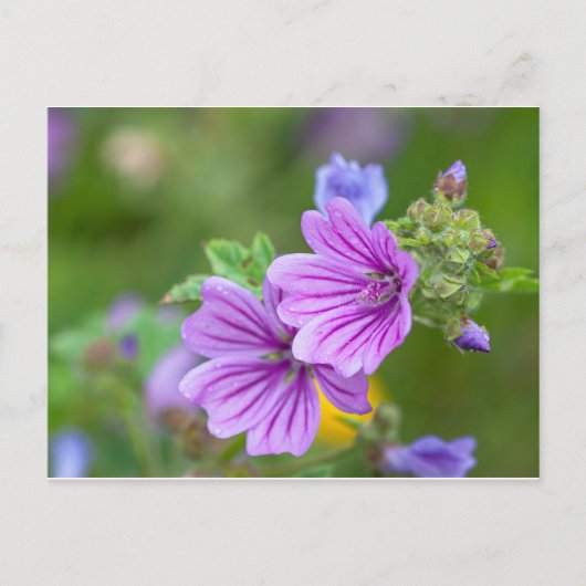 Purple Blumen Postkarte (Vorderseite)