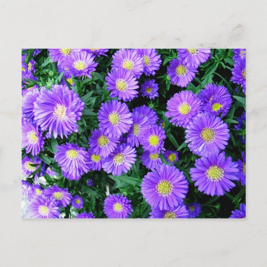 Purple Blumen Postkarte (Vorderseite)