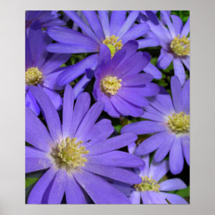Purple Blumen Print Blue Daisis Art Poster Print