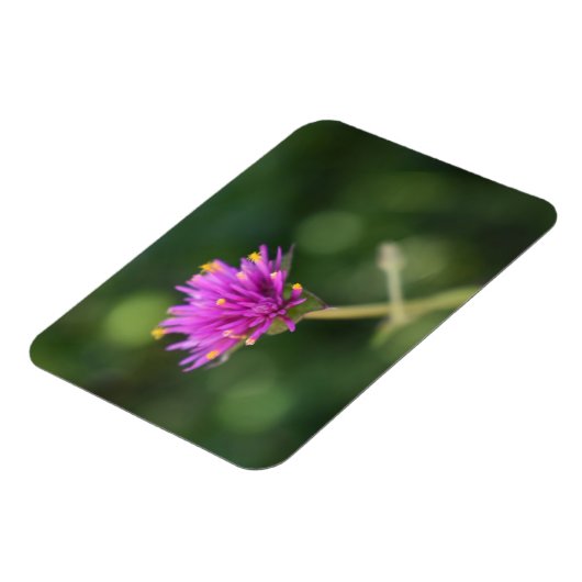 Purple Blumen Sommernaturfotografie Magnet (Linke Seite)