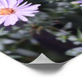 Purple Blumen Sommernaturfotografie Poster (Ecke)