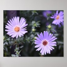 Purple Blumen Sommernaturfotografie