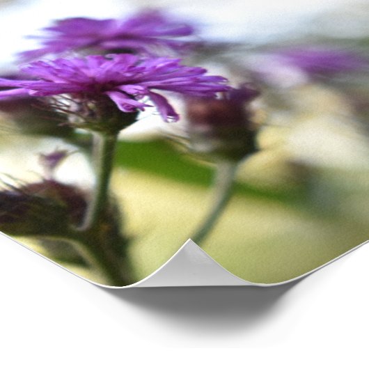 Purple Blumen Sommernaturfotografie Poster (Ecke)
