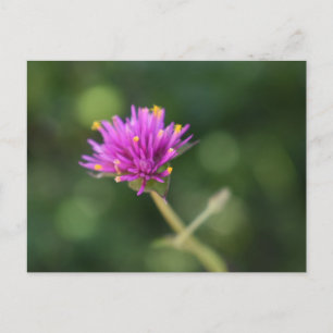 Purple Blumen Sommernaturfotografie Postkarte