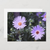 Purple Blumen Sommernaturfotografie Postkarte (Vorne/Hinten)