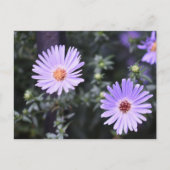 Purple Blumen Sommernaturfotografie Postkarte (Vorderseite)