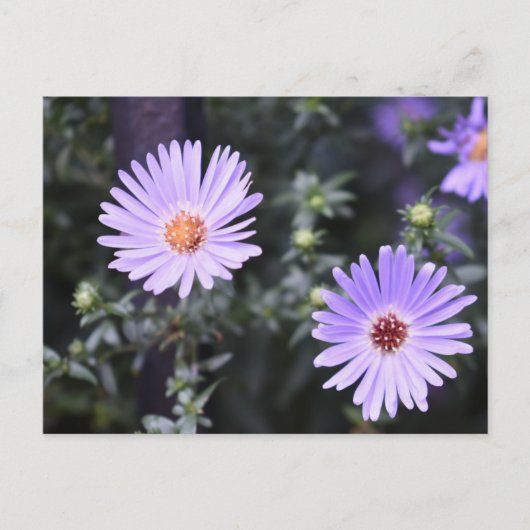 Purple Blumen Sommernaturfotografie Postkarte (Vorderseite)